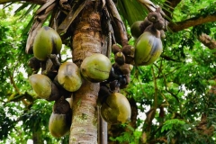 Immature-fruits-of-Coco-de-Mer-nut