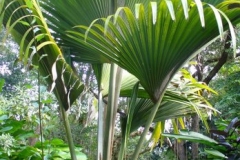 Leaves-of-Coco-de-Mer-nut