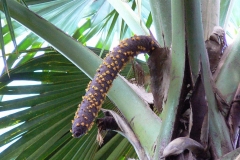 Male-inflorescence-of-Coco-de-Mer-nut