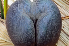 Nut-of-Coco-de-Mer-nut