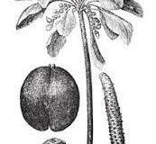 Plant-Illustration-of-Coco-de-Mer-nut