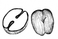Sketch-of-Coco-de-Mer-nut