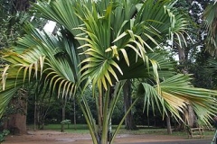 Small-Coco-de-Mer-nut-plant