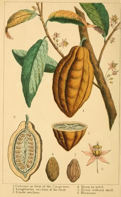 Cocoa-bean-illustration