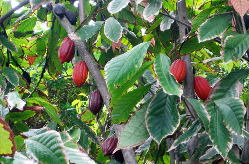 Cocoa-bean-leaves