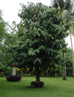 Cocoa-tree