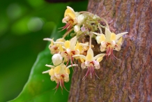 Cocoa-bean-flowers-Cocoa