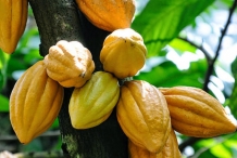 Cocoa-bean-fruit-Cacao