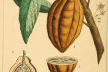 Cocoa-bean-illustration