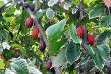 Cocoa-bean-leaves