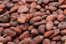 Cocoa-bean-seeds