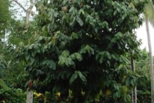 Cocoa-tree