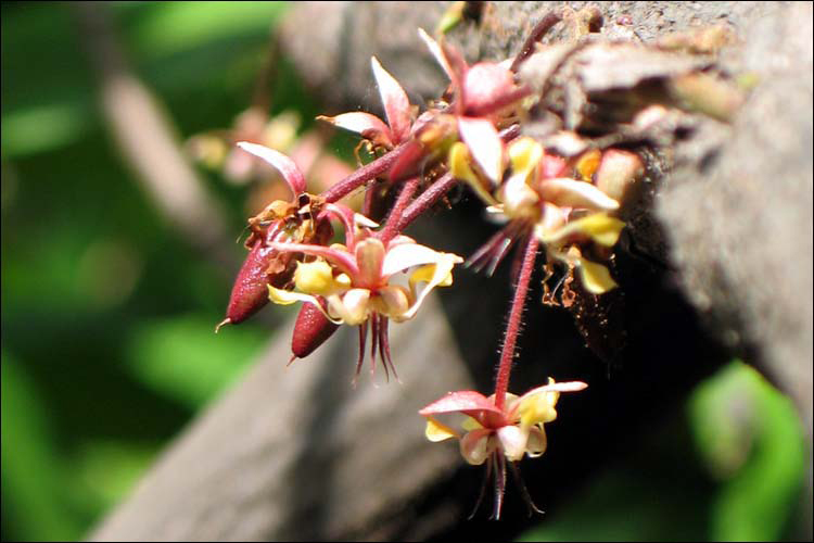 Cocoa-flower