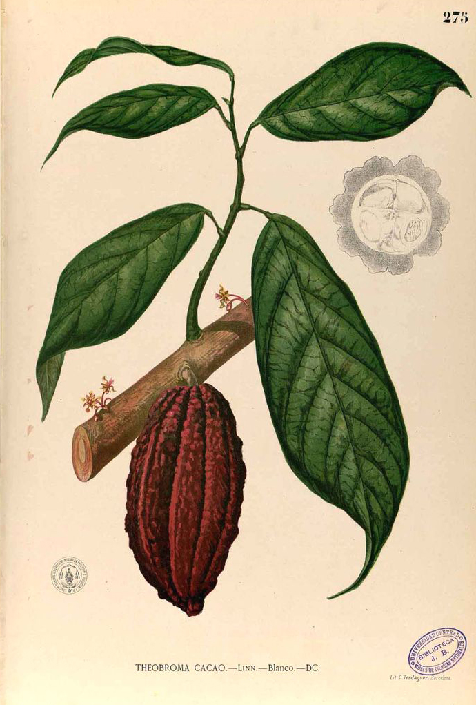 Cocoa-illustration