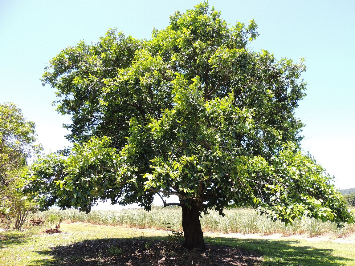 Cocoa-tree