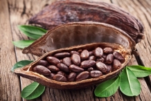Cocoa-fruit-open