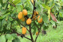 Cocoa-fruit