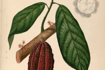Cocoa-illustration