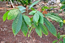 Cocoa-leaves