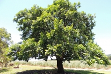 Cocoa-tree