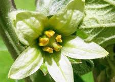 Closer-view-of-Cocona-flower