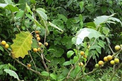Cocona-plant-growing-wild