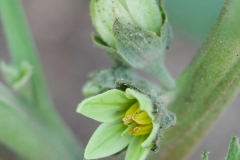 Flowers-of-Cocona-plant