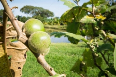 Immature-fruits-of-Cocona-plant