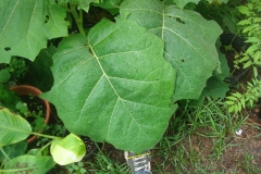 Leaves-of-Cocona