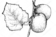 Plant-Illustration-of-Cocona