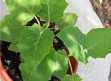 Small-Cocona-plant