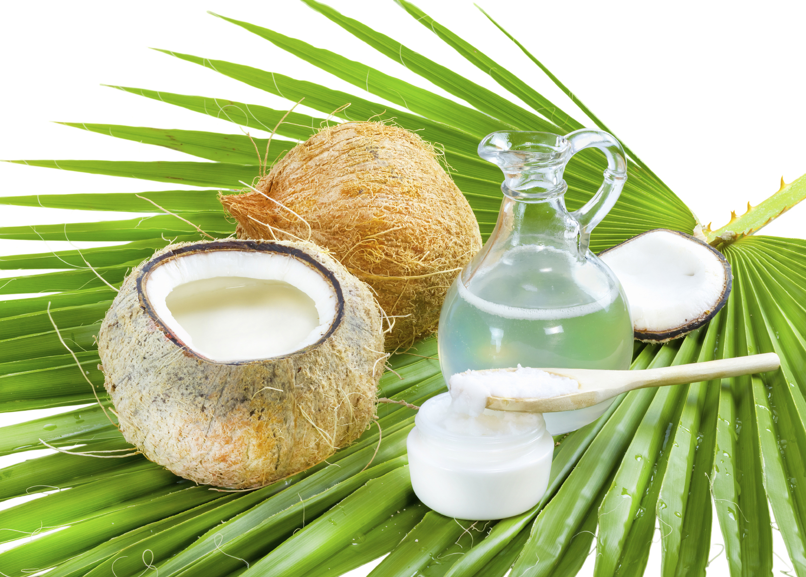 Coconut-oil-Coco Palm