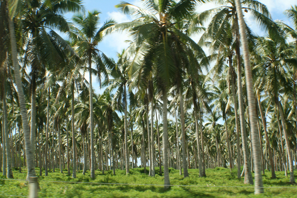 Coconut-farm