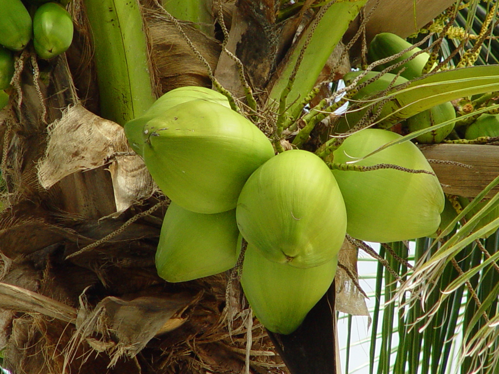 Coconut-green