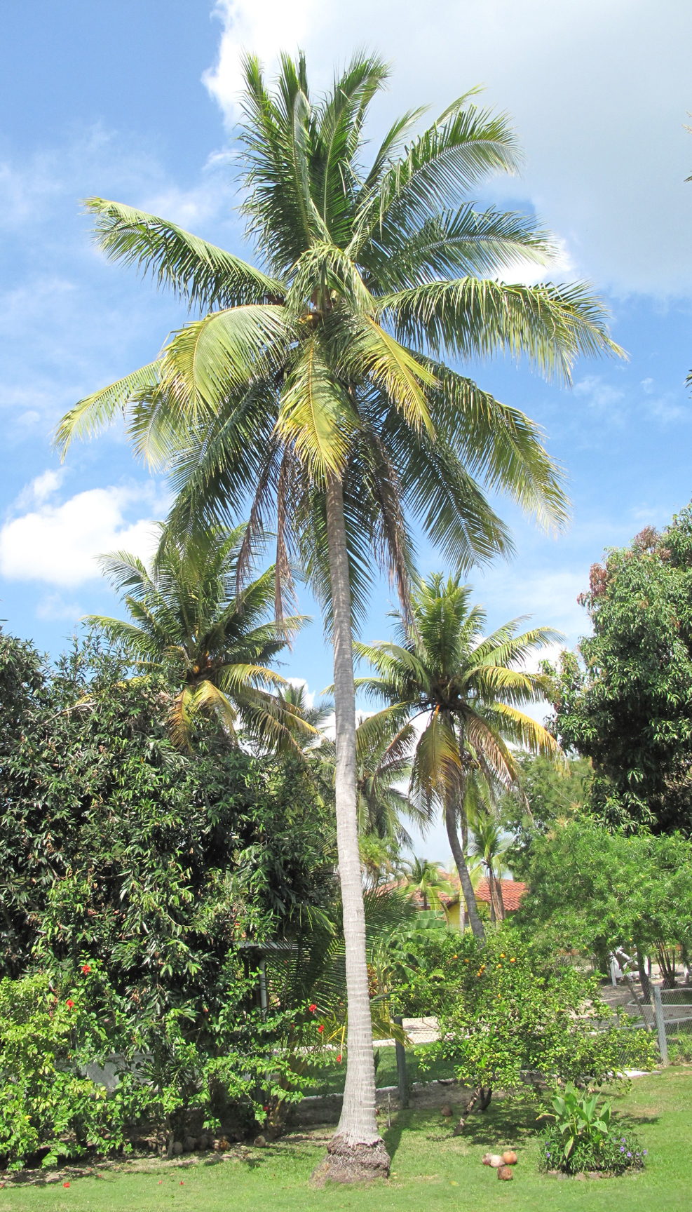 Coconut-tree