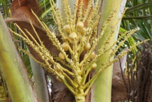 Coconut-flowers