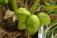 Coconut-green