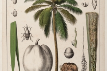 Coconut-illustration