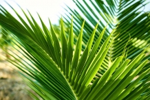 Coconut-leaves