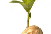 Coconut-seedlings