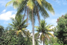 Coconut-tree