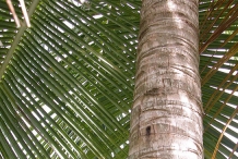 Coconut-trunk
