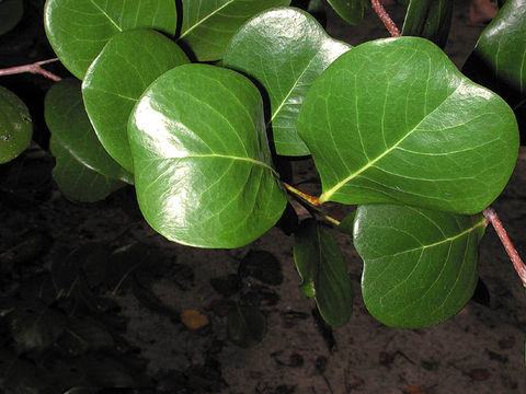 Leaves-of-Cocoplum
