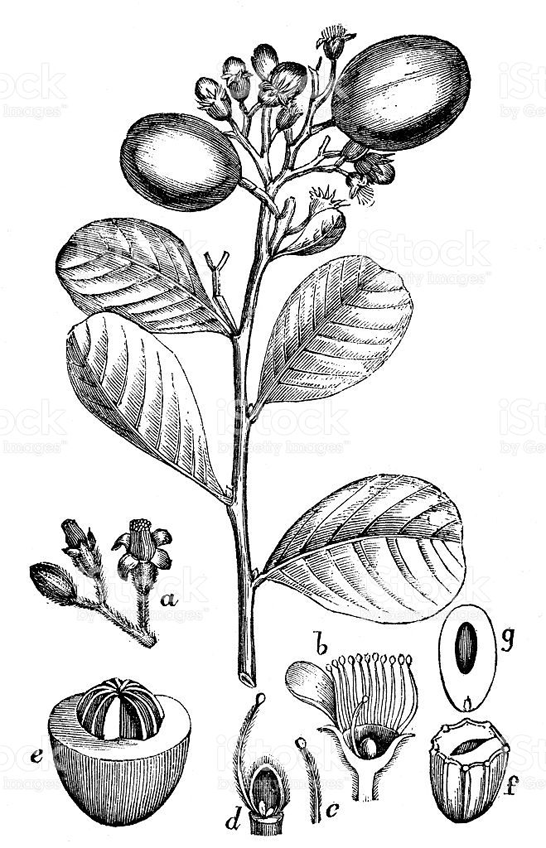 Plant-Illustration-of-Cocoplum