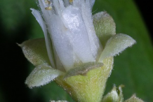 Closer-view-of-Flower