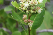 Cocoplum--Flower