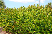 Cocoplum-farming