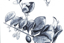 Cocoplum--plant-sketch