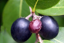 Cocoplum