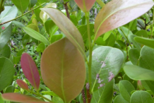 Immature-leaves-of-Cocoplum